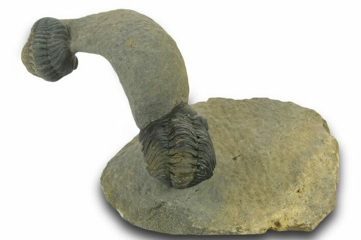 Two Curled Austerops Trilobite Fossils - Ofaten, Morocco #384229